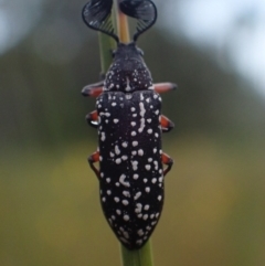 Rhipicera femorata (Feather-horned beetle) at Brunswick Heads, NSW - 28 Sep 2023 by coddiwompler