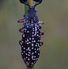 Rhipicera femorata at Brunswick Heads, NSW - 28 Sep 2023 05:05 PM