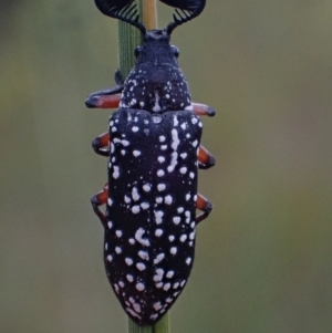 Rhipicera (Agathorhipis) femorata at Brunswick Heads, NSW - 28 Sep 2023
