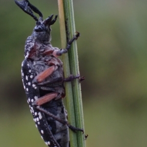 Rhipicera (Agathorhipis) femorata at Brunswick Heads, NSW - 28 Sep 2023