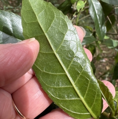 Claoxylon australe (Brittlewood) at Blackbutt, NSW - 17 Oct 2023 by lbradley