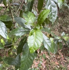 Claoxylon australe at Blackbutt, NSW - 17 Oct 2023 03:33 PM