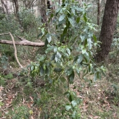 Claoxylon australe at Blackbutt, NSW - 17 Oct 2023