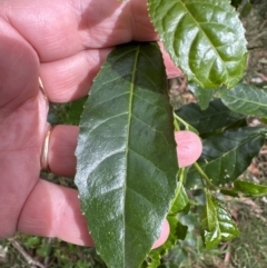 Claoxylon australe at Blackbutt, NSW - 17 Oct 2023 03:33 PM