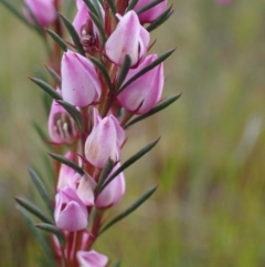 Boronia falcifolia (Wallum Boronia) at Wallum - 28 Sep 2023 by coddiwompler