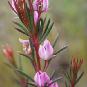 Boronia falcifolia at Brunswick Heads, NSW - 28 Sep 2023