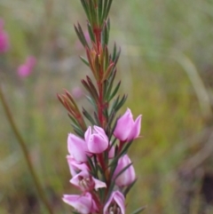 Boronia falcifolia at Brunswick Heads, NSW - 28 Sep 2023 05:15 PM