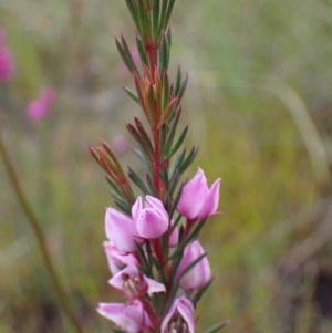 Boronia falcifolia at Brunswick Heads, NSW - 28 Sep 2023