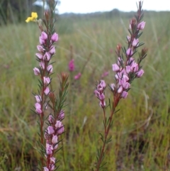 Boronia falcifolia at Brunswick Heads, NSW - 28 Sep 2023