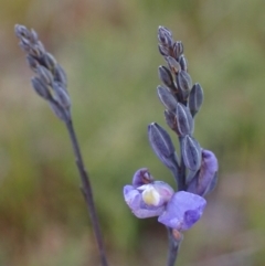 Comesperma defoliatum (Leafless Milkwort) at Wallum - 28 Sep 2023 by coddiwompler