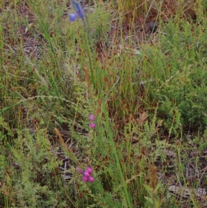 Comesperma defoliatum at Brunswick Heads, NSW - 28 Sep 2023