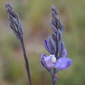 Comesperma defoliatum at Brunswick Heads, NSW - 28 Sep 2023