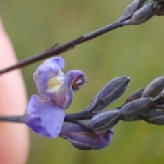 Comesperma defoliatum at Brunswick Heads, NSW - 28 Sep 2023