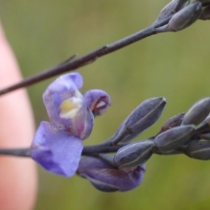 Comesperma defoliatum at Brunswick Heads, NSW - 28 Sep 2023 05:17 PM