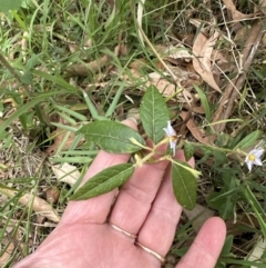 Solanum stelligerum (Devil's Needles) at Blackbutt, NSW - 17 Oct 2023 by lbradleyKV