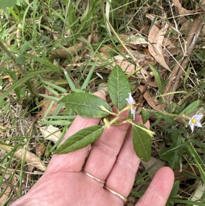 Solanum stelligerum (Devil's Needles) at Blackbutt, NSW - 17 Oct 2023 by lbradleyKV