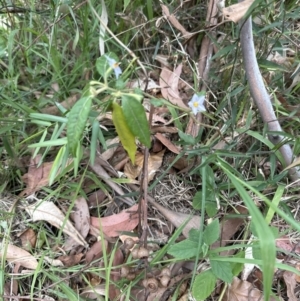 Solanum stelligerum at Blackbutt, NSW - 17 Oct 2023