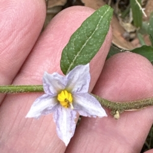 Solanum stelligerum at Blackbutt, NSW - 17 Oct 2023
