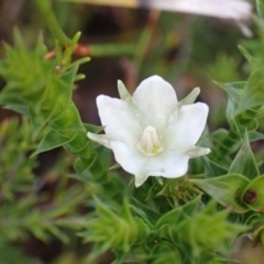 Sprengelia sprengelioides (Sprengelia) at Wallum - 28 Sep 2023 by coddiwompler