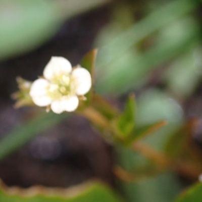 Mitrasacme paludosa at Brunswick Heads, NSW - 28 Sep 2023 by coddiwompler