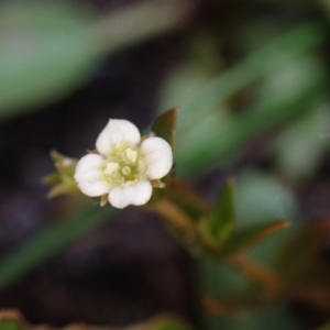 Mitrasacme paludosa at Brunswick Heads, NSW - 28 Sep 2023