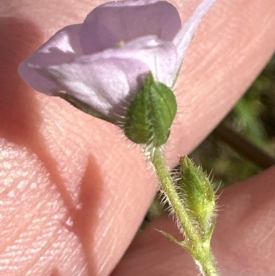 Geranium solanderi var. solanderi (Native Geranium) at Blackbutt, NSW - 17 Oct 2023 by lbradley