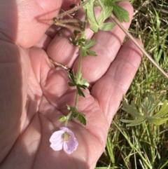 Geranium solanderi var. solanderi at Blackbutt, NSW - 17 Oct 2023 03:52 PM