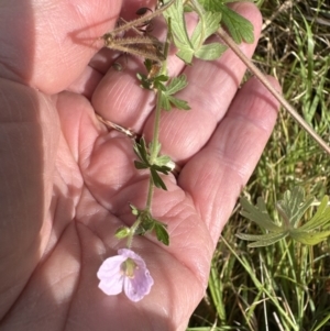 Geranium solanderi var. solanderi at Blackbutt, NSW - 17 Oct 2023