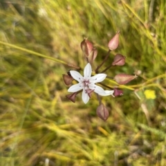 Burchardia umbellata (Milkmaids) at Brunswick Heads, NSW - 4 Oct 2023 by Sanpete