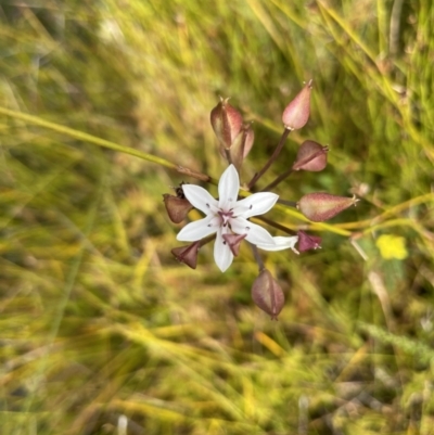 Burchardia umbellata (Milkmaids) at Brunswick Heads, NSW - 4 Oct 2023 by Sanpete