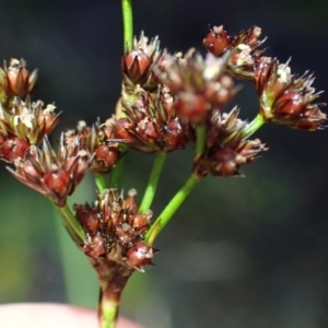 Juncus planifolius at Brunswick Heads, NSW - 28 Sep 2023