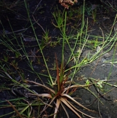 Juncus planifolius at Brunswick Heads, NSW - 28 Sep 2023 05:54 PM