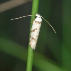 Oxythecta zonoteles (A Concealer moth (Chezala group)) at Brunswick Heads, NSW - 28 Sep 2023 by coddiwompler