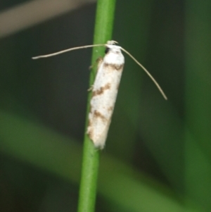 Oxythecta zonoteles at Brunswick Heads, NSW - 28 Sep 2023 05:55 PM