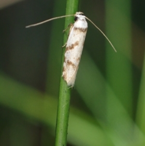 Oxythecta zonoteles at Brunswick Heads, NSW - 28 Sep 2023 05:55 PM