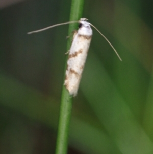 Oxythecta zonoteles at Brunswick Heads, NSW - 28 Sep 2023 05:55 PM