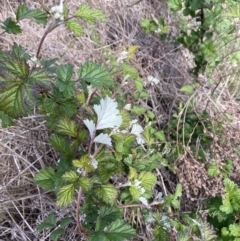 Rubus parvifolius (Native Raspberry) at Lake Burley Griffin West - 17 Oct 2023 by SilkeSma