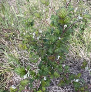 Rubus parvifolius at Canberra Central, ACT - 17 Oct 2023 11:45 AM