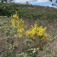 Cytisus scoparius subsp. scoparius (Scotch Broom, Broom, English Broom) at Lake Burley Griffin West - 17 Oct 2023 by SilkeSma