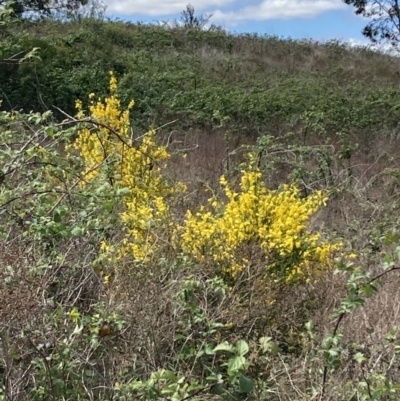 Cytisus scoparius subsp. scoparius (Scotch Broom, Broom, English Broom) at Canberra Central, ACT - 17 Oct 2023 by SilkeSma