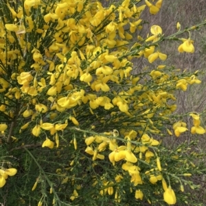 Cytisus scoparius subsp. scoparius at Yarralumla, ACT - 17 Oct 2023