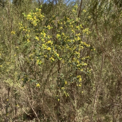 Genista monspessulana (Cape Broom, Montpellier Broom) at Weston Creek, ACT - 17 Oct 2023 by SilkeSma