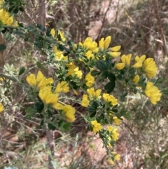 Genista monspessulana at Weston Creek, ACT - 17 Oct 2023