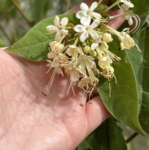 Clerodendrum tomentosum at Barrack Heights, NSW - 17 Oct 2023 04:00 PM