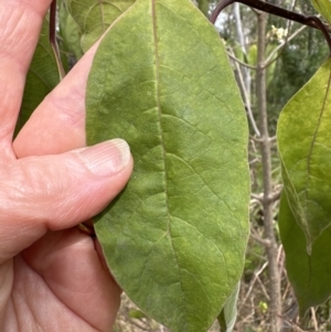 Clerodendrum tomentosum at Barrack Heights, NSW - 17 Oct 2023 04:00 PM