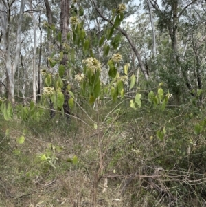 Clerodendrum tomentosum at Barrack Heights, NSW - 17 Oct 2023 04:00 PM