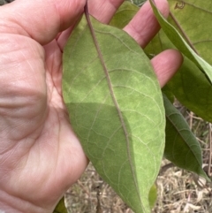 Clerodendrum tomentosum at Barrack Heights, NSW - 17 Oct 2023