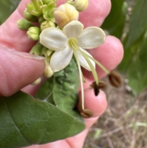 Clerodendrum tomentosum at Barrack Heights, NSW - 17 Oct 2023