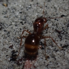 Aphaenogaster sp. (Genus) (Funnel ant) at Brunswick Heads, NSW - 28 Sep 2023 by coddiwompler