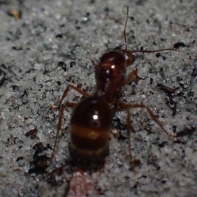 Unidentified Ant (Hymenoptera, Formicidae) at Wallum - 28 Sep 2023 by coddiwompler